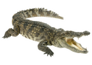 Alligator