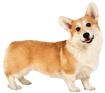 Corgi