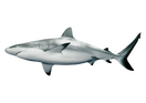 Black Tip Reef Shark