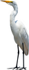 Egret