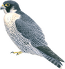 Peregrine Falcon