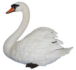 Swan