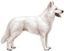 Swiss Shepherd