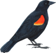 Red Winged Black Bird