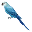 Spix Macaw